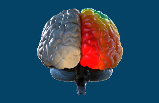 Perbedaan Cara Berpikir Dengan Otak Kanan dan Kiri