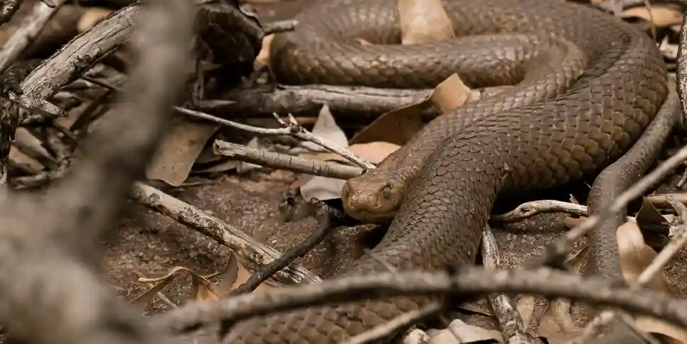 apa yang kamu bayangkan jika bertemu ular raksasa saat berkunjung ke pulau nusakambangan