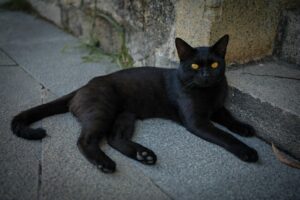 Hadirnya Kucing Hitam, Pertanda Kesialan atau Keberuntungan?