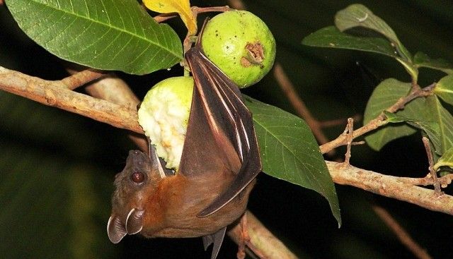 Paniki, kuliner Minahasa berbahan kelelawar buah, menyimpan cerita tentang tradisi, kesehatan, dan hubungan manusia dengan alam.