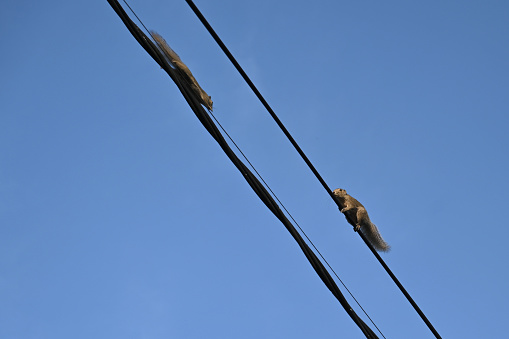 Dua tupai sedang berkompetisi dalam balap lari. Pada rute sepanjang 40 km, mereka akan dihadapkan pada tantangan yang berbeda.
