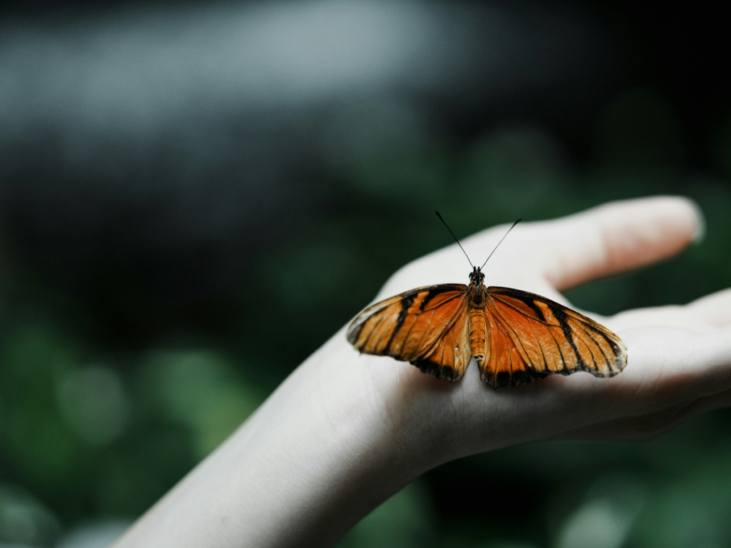 gambar kupu-kupu yang hinggap ditangan