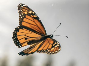 Pertanda Apa Didatangi Kupu-Kupu? Ini Beberapa Mitos dan Makna di Baliknya