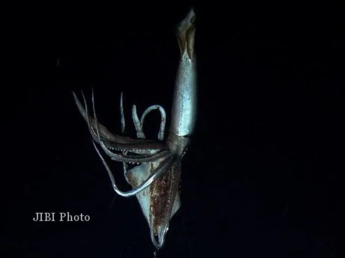 Penemuan langka cumi-cumi raksasa sebagai kunci misteri Kraken