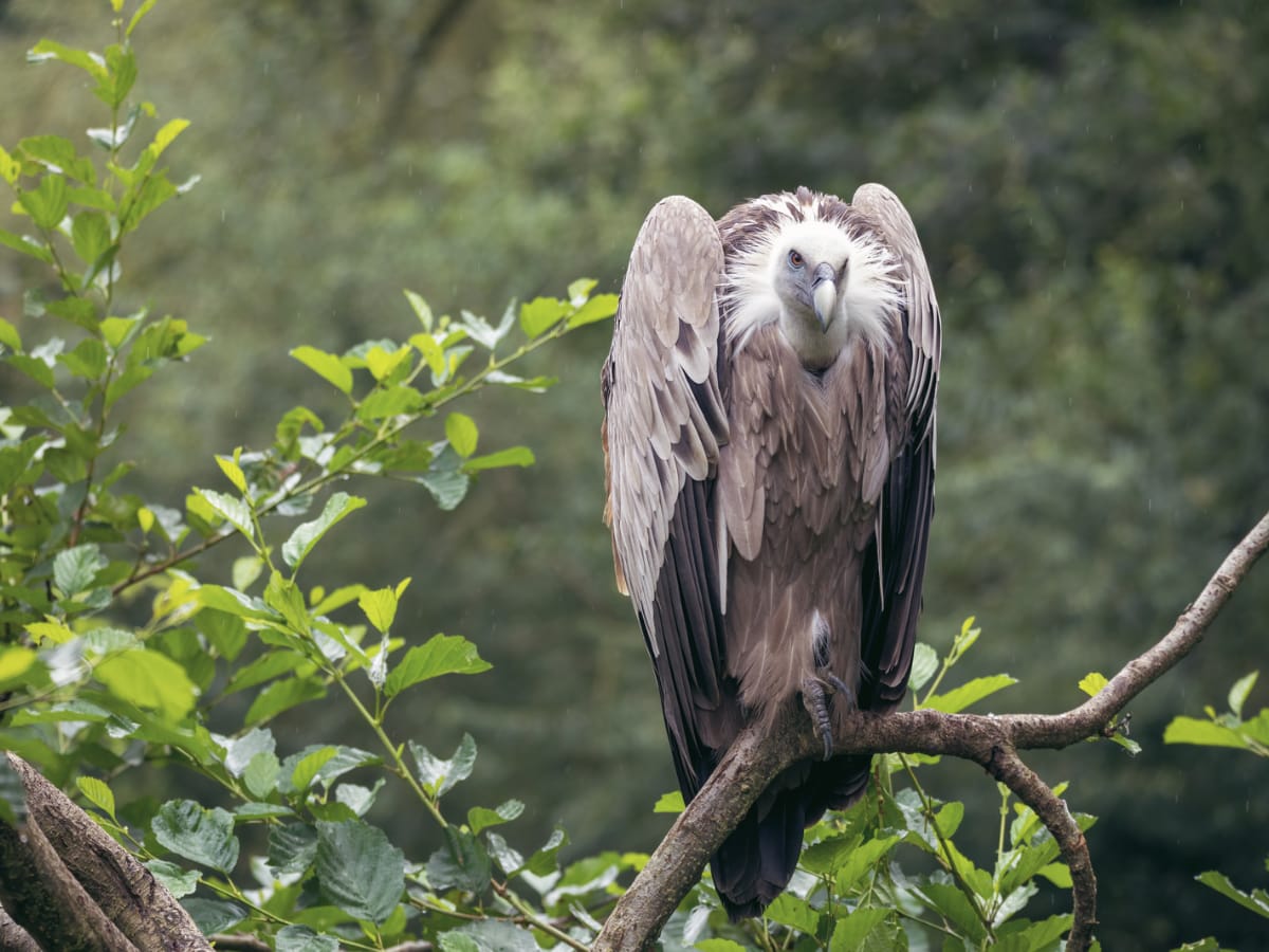 Burung nasar pemakan bangkai di dataran tinggi Tibet