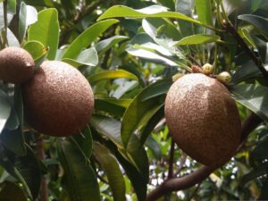 Benarkah Pohon Sawo Sarang Genderuwo? Begini Asal-Usul Mitosnya