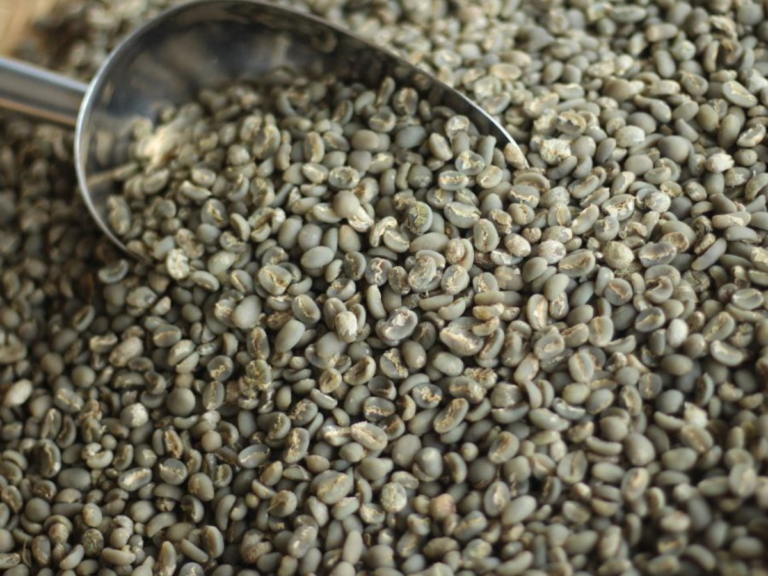 Biji robusta Aceh untuk pembuatan Kopi Sanger