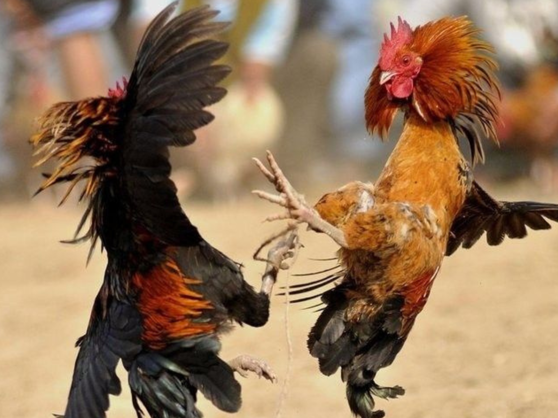 Mengenal Sabung ayam atau Tajen