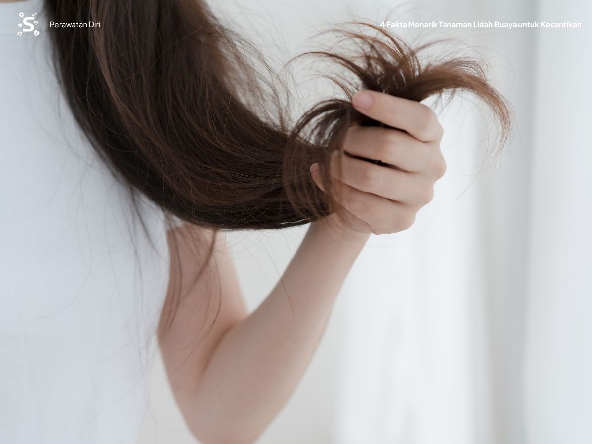 Manfaat tanaman lidah buaya untuk memperbaiki rambut kering