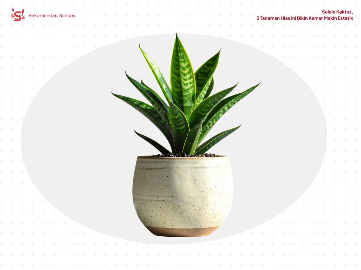 Snake plant sebagai tanaman hias untuk mempercantik ruangan