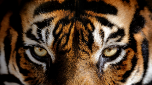 Benarkah Ilmu Senjerit Macan Itu Nyata?