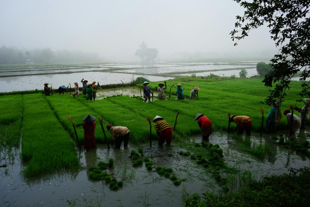 Masyarakat Kasepuhan Ciptagelar menanam padi di sawah sebagai bagian dari sistem ketahanan pangan tradisional