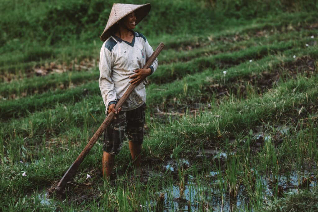 Petani Indonesia menggunakan cangkul di lahan pertanian