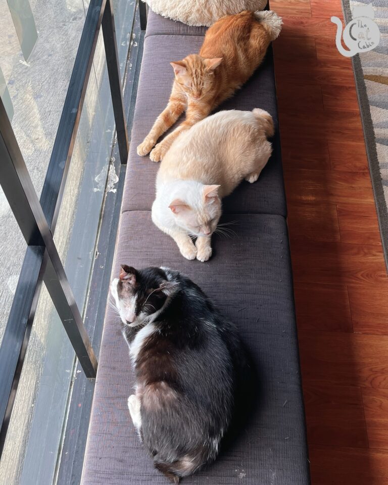 salah satu contoh cat cafe, The Cat Cabin