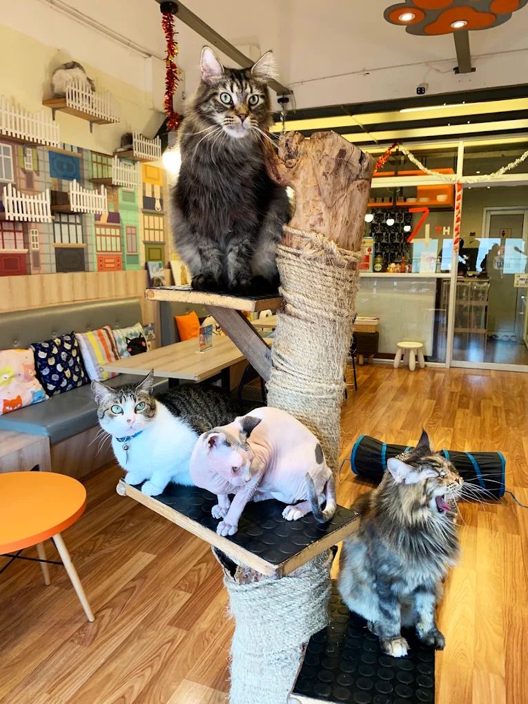 salah satu contoh cat cafe, Kopi Cat Cafe by Groovy