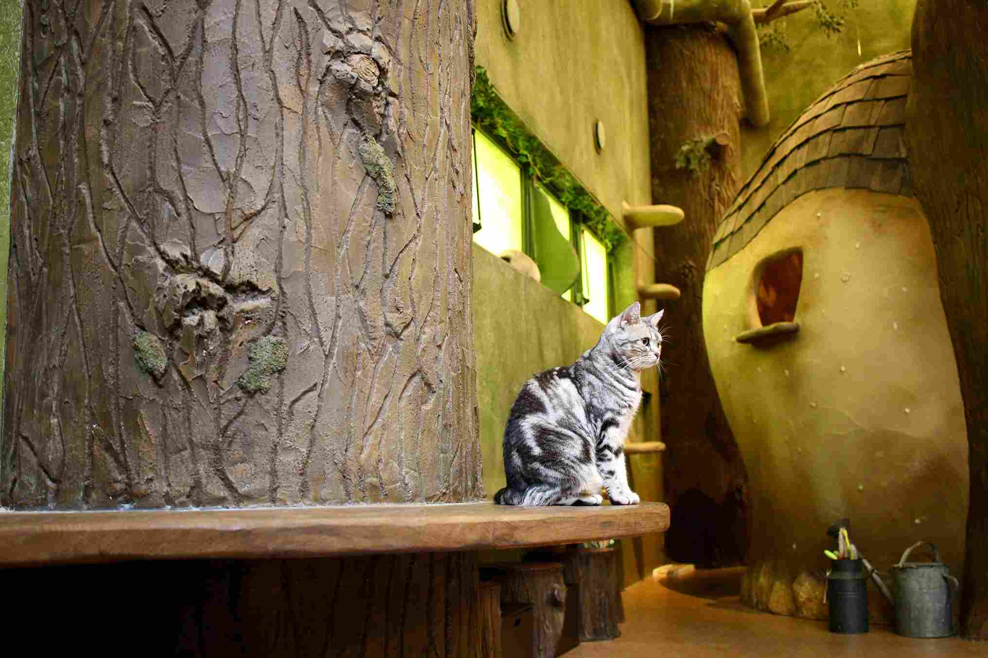 ilustrasi interior cat cafe