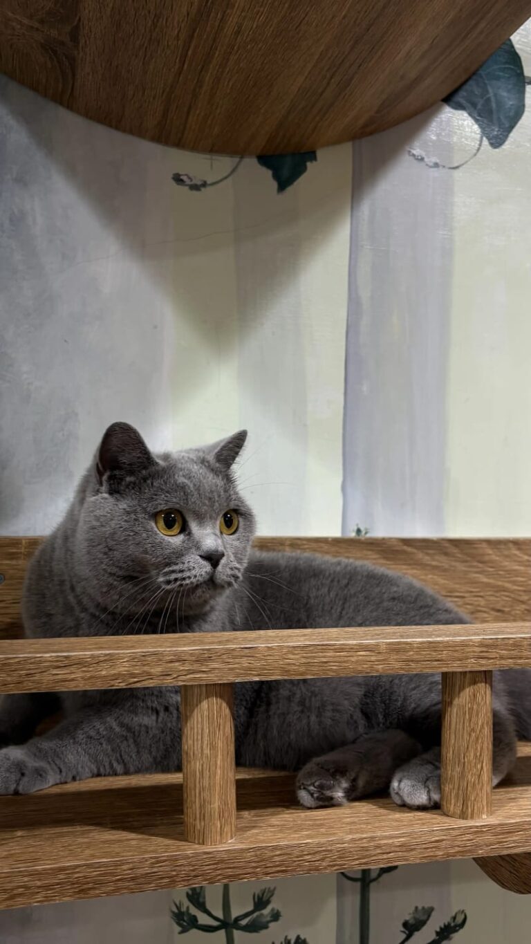 salah satu contoh cat cafe, Cat Cafe Arlindo